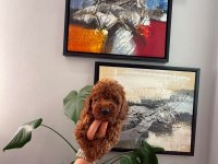SAĞLIK VE IRK GARANTİLİ RED BROWN POODLE