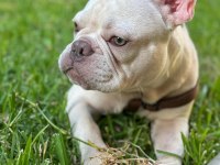 Şehir değişikliği nedeniyle sahiplendirilecek french bulldog