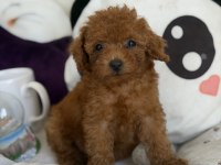 Kore Poodle