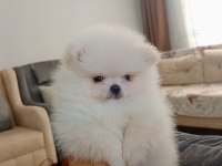 Pomeranian Boo Erkek Yavru