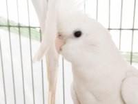 Albino Takım Dişi Sultan Papağanı Evcildir
