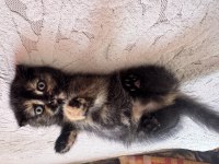 Scottish fold yavrular