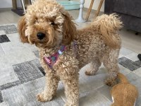 Ev ortamında büyümüş miniatür poodle