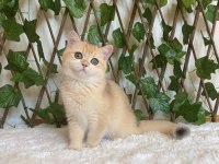 British Shorthair Golden Ny12 Dişi