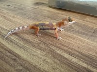 Evil Crested ve Leopard Geckolar