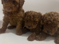 İki Aylık Erkek toy Poodle yavrularım teslime hazırdır