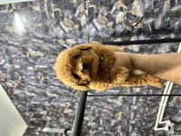 Üst kalite toy poodle yavrularımız teslime hazır