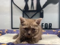 Çikolata tortie british shorthair