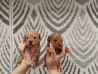 Tatlı poodle bebişler sızı bekliyor