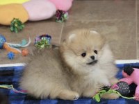 Pomeranian Boo Yavru Köpeğim