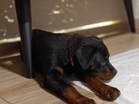 4 aylık dişi rottweiler