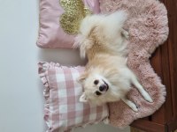 Dişi pomeranian boo
