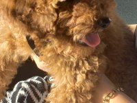 3 aylık toy poodle