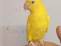 Sarışeker Pakistan Papağanı Bebek