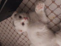 Scottish fold yavrular