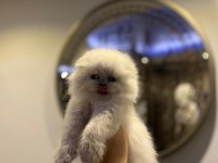 SCOTTISH FOLD LONGHAIR YAVRULARIM 