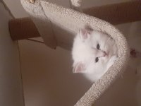 A kalite şampiyon dedenin british longhair torunları