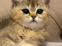 Yavru British Shorthair Bebişler