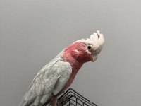 YARI EVCİL GÜL KAKADU PAPAĞANI