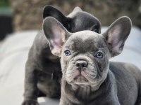 Benzersiz Güzellikte French Bulldog Yavruları