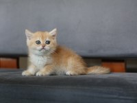 Anne baba Şecereli Safkan Golden NY12 British Shorthair