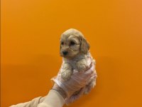 DİZAYN IRK ÜST KALİTE MALTİPOO