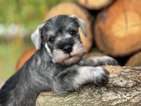 Miniature Schnauzer Pepper and Salt (FCI Pedigree)