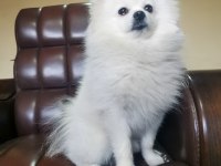 Pomeranian Erkek 3 yaşında eşleşme deneyimli