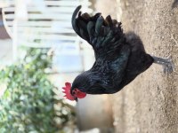 ADANA ASTROLOP HOROZLARIMIZ SAHIPLENDIRILECEK