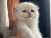 Uygun fiyatlı dişi scottish fold bebek