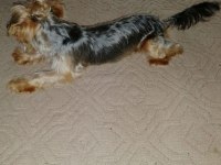 Çok sevecen orijinal terrier yorkshire esenler