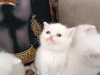 British shorthair ve scottish fold yavru köpeklerimiz