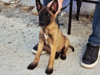 Show Kalite Annenin Tek Yavrusu Malinois