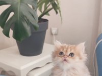 British longhair Silver ve golden yavrular
