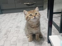 British shorthair tabby bebeğimiz yeni yuvasını arıyor