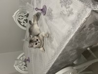 Tatlı british shorthair bebeklere tatlı yuva