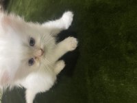 2 aylık iran kedisi