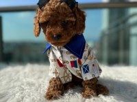 Show Kalite Toy Poodle yavruları erkek ve dişi