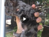 Tombik french bulldog merleler yuvadan uçmaya hazır