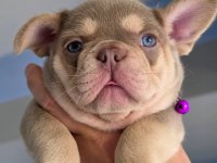 New Shade İsabella And Tan Fluffy Carrier French Bulldog