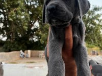 Cane Corso yavrumuz
