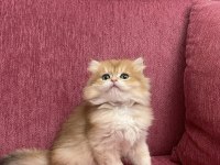 En güzel  golden british shorthair ve longhair bebekler