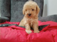 Maltipoo yavrular