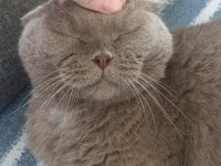 Scottish Fold Sahiplendirme