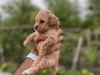 Maltipoo bebeklerimiz