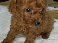 Kahve ve siyah poodle