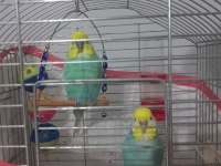 2 adet renk güzeli muhabbet kuşu