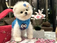 Ayı surat pomeranian bebeğim olaf