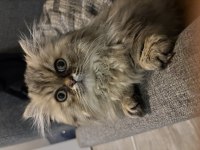 Erkek Munchkin Yavru Kedimiz