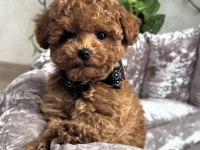 Minik toy poodle yavrular